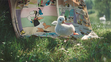foto card
