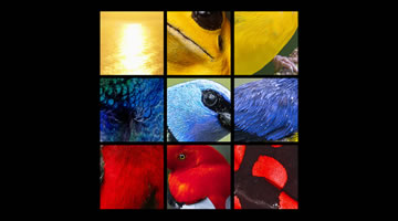 foto card
