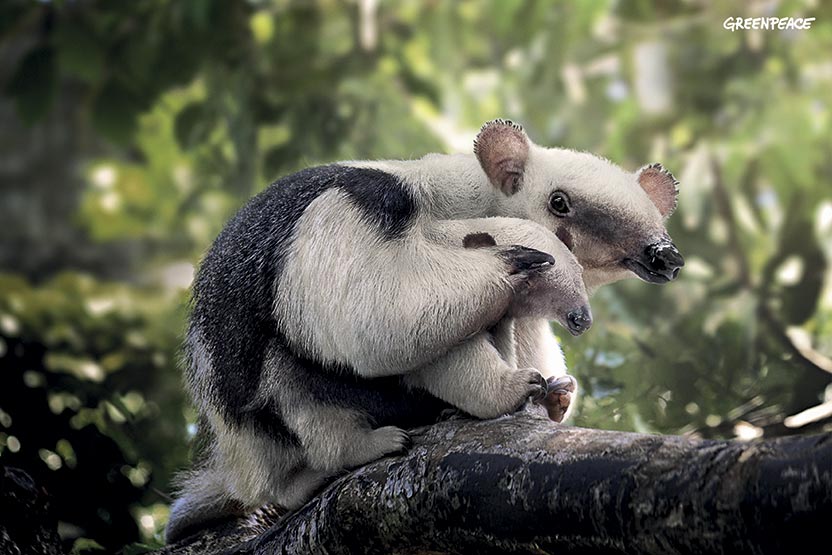 Anteater