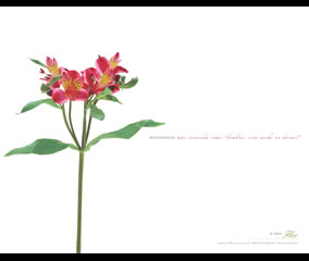 Alstroemeria