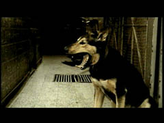 Bronce - Consumer TV Over: 30 (Single)