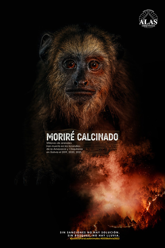 Mono Aullador
