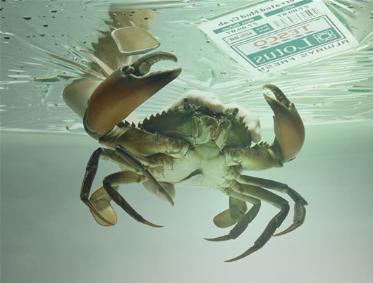 Crab
