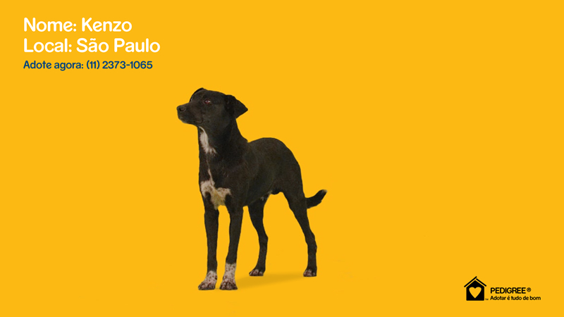 Dog 2