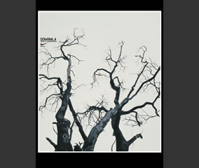 Dominala (Arbol)