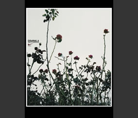 Dominala (Flores)