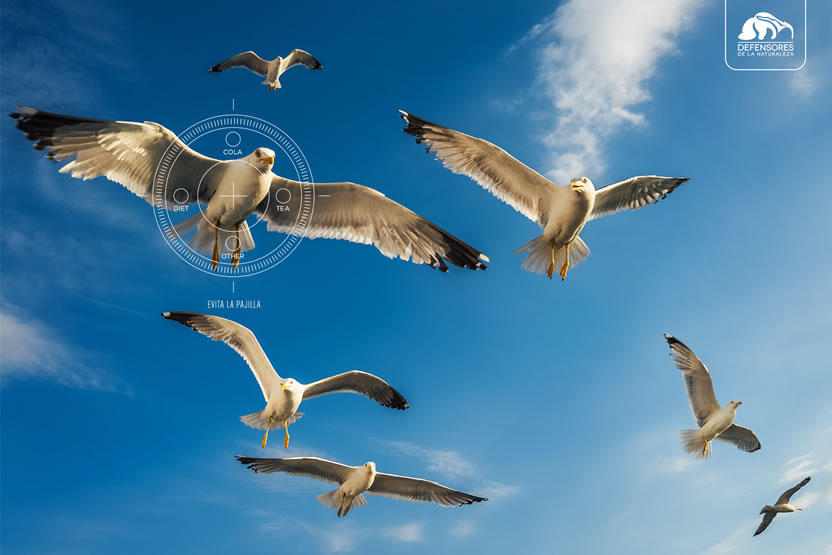 Gaviota