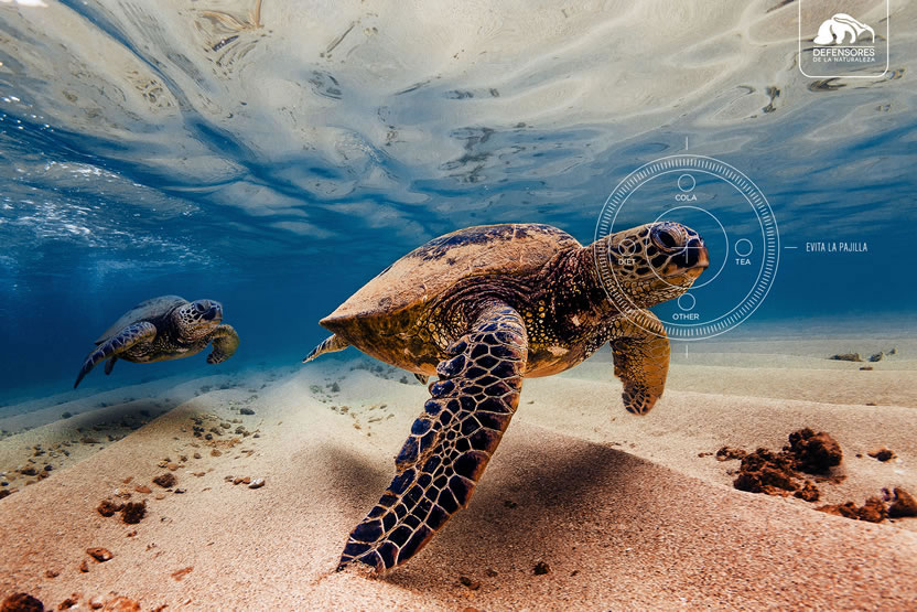 Tortuga