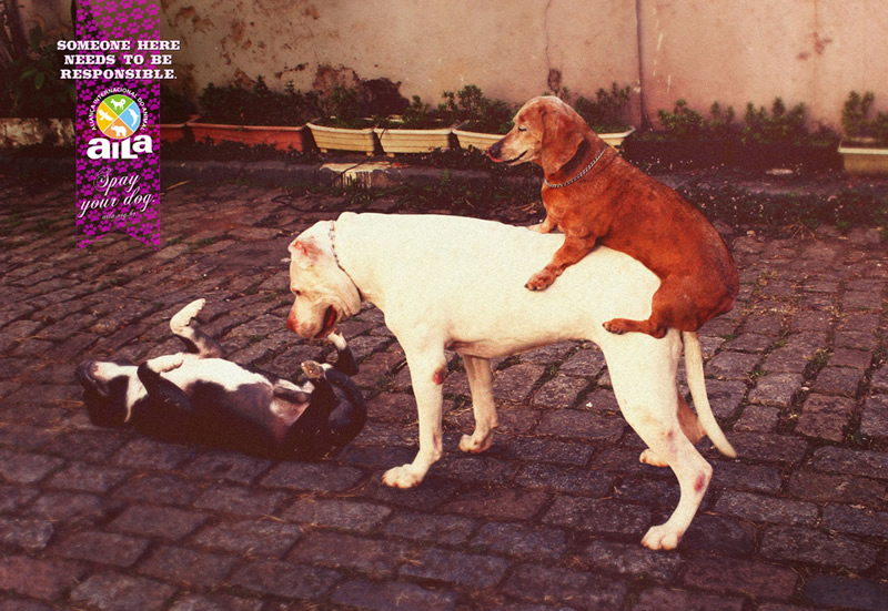 Dog Castration 2