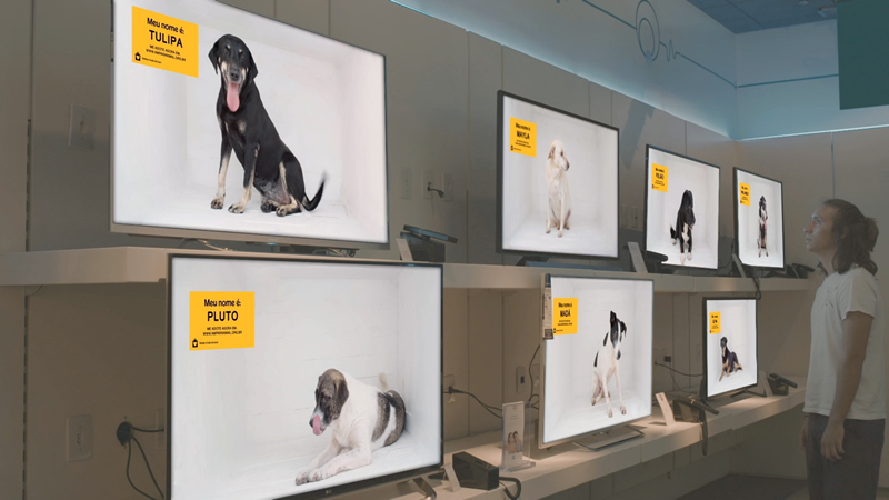 Pedigree Brasil