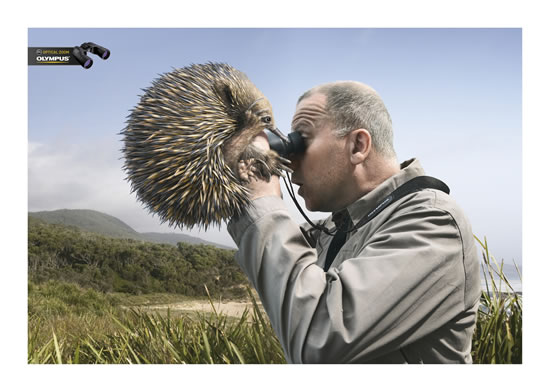 Echidna