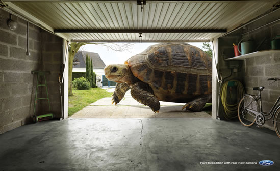 Tortuga