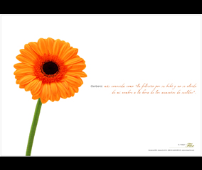 Gerbera