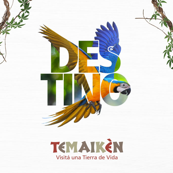 Guacamayo