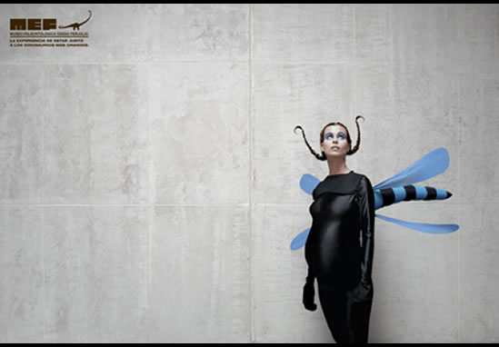 Insectos 1