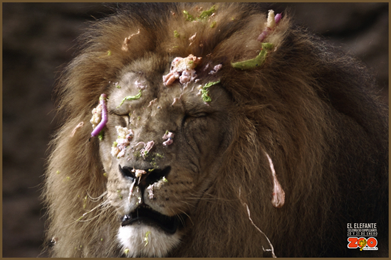 León
