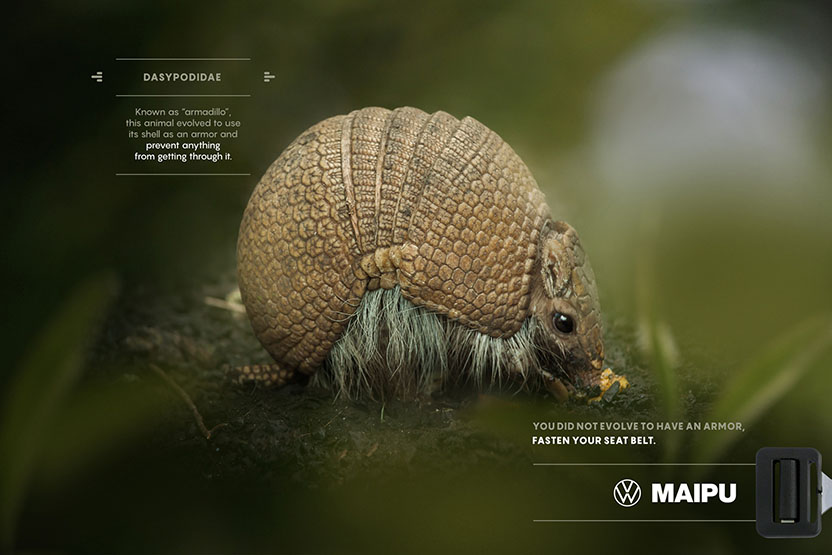 Armadillo