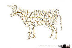 Ganador Oro Press & Poster