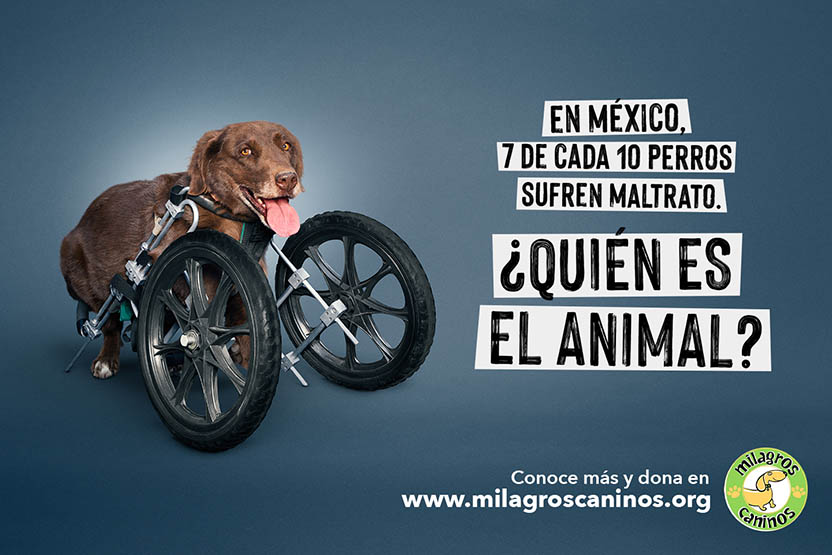 Campaña Milagros Caninos - ¿Quién es el animal?