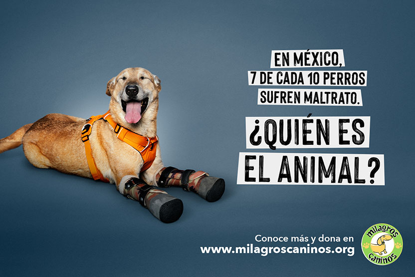 ¿Quién es el animal? 02