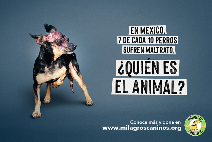 ¿Quién es el animal? 03