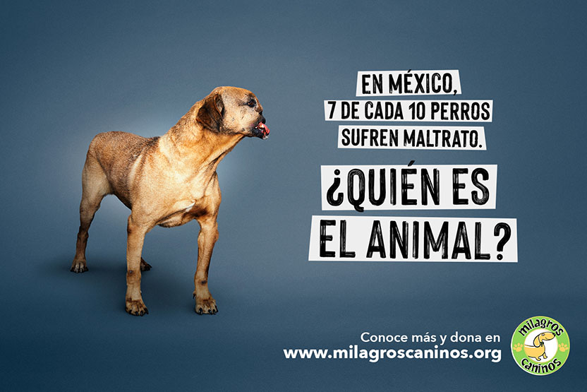 ¿Quién es el animal? 04
