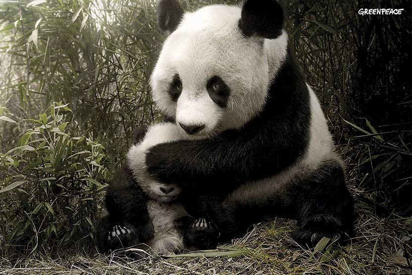 Pandabear