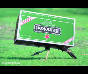 Pavo