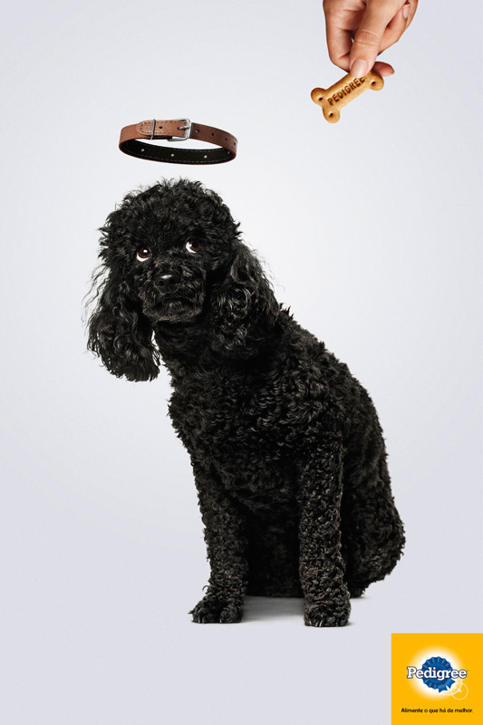 Campaña Pedigree - Dogs