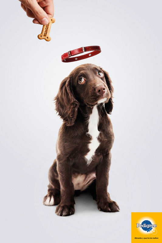 Dogs 3