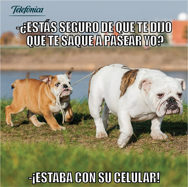 Perros