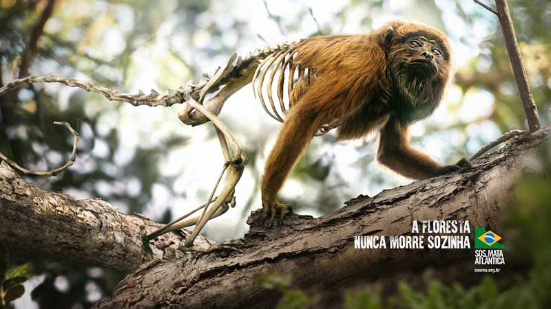 Macaco