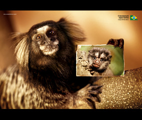 Sagui