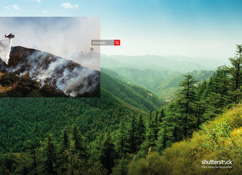 Campaña Shutterstock  - Shutterstock