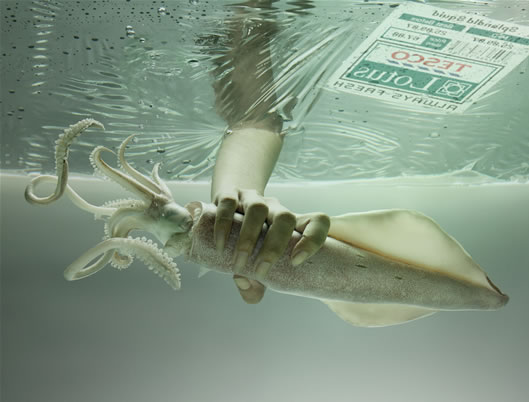 Squid