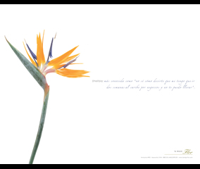 Strelitzia