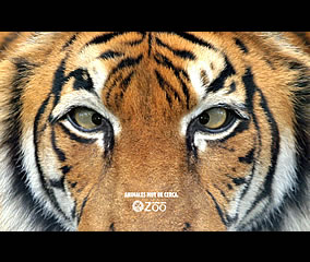 Tigre