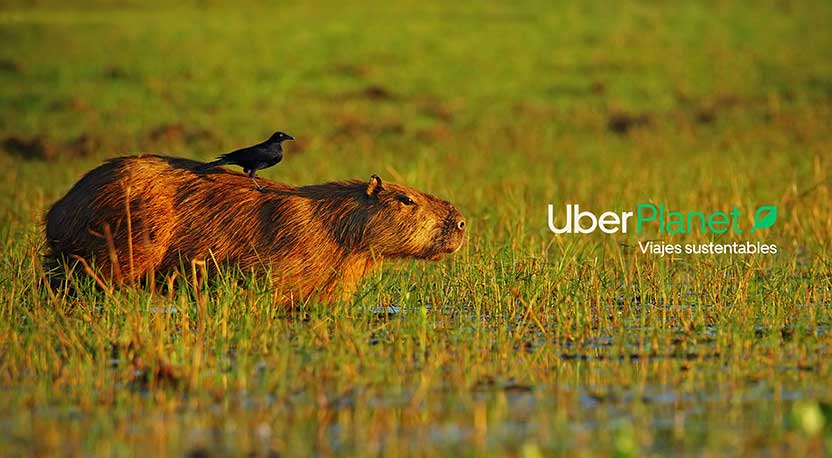 Capibara