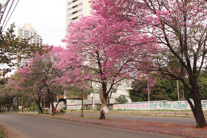 Ramo de Flores 2
