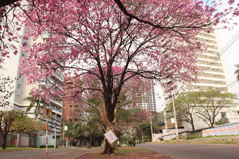 Ramo de Flores 3