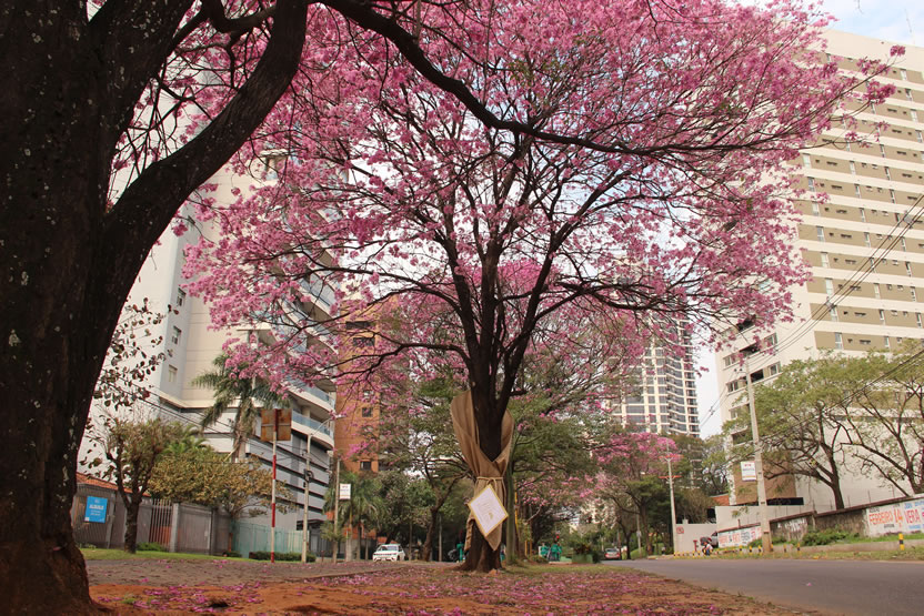Ramo de Flores 6