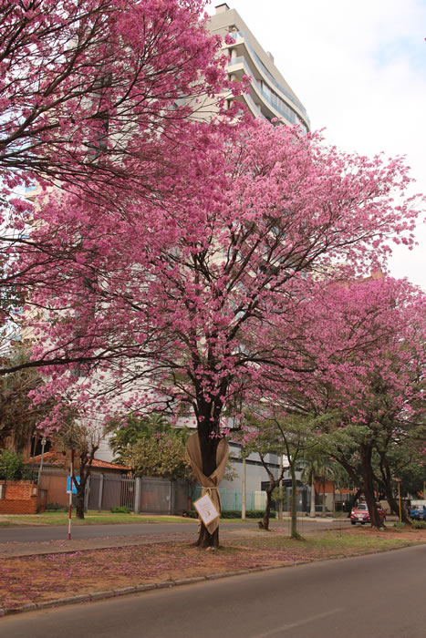 Ramo de Flores 8