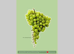 Agencia - Quorum Nazca (Pisco)