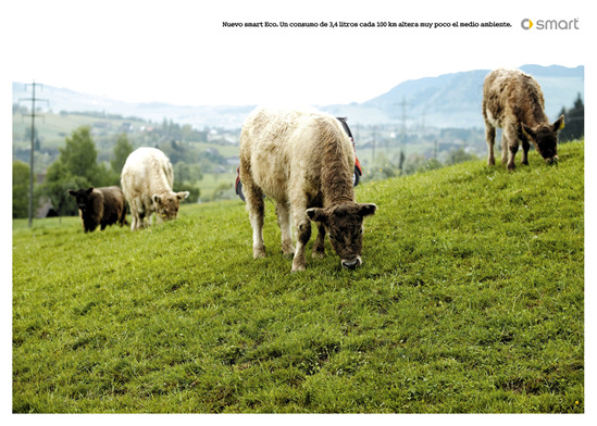 Campo