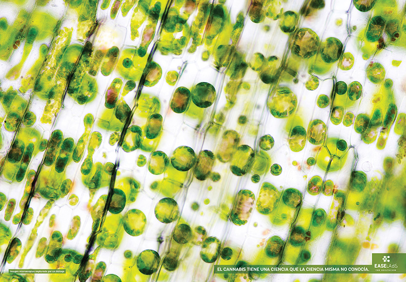 La ciencia del cannabis 3