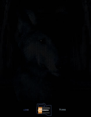 Perro