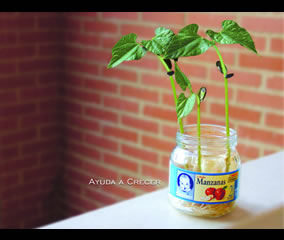 Germinador