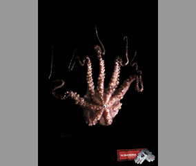 Glove