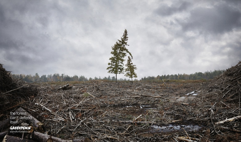 Greenpeace Canadá