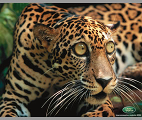 Leopardo